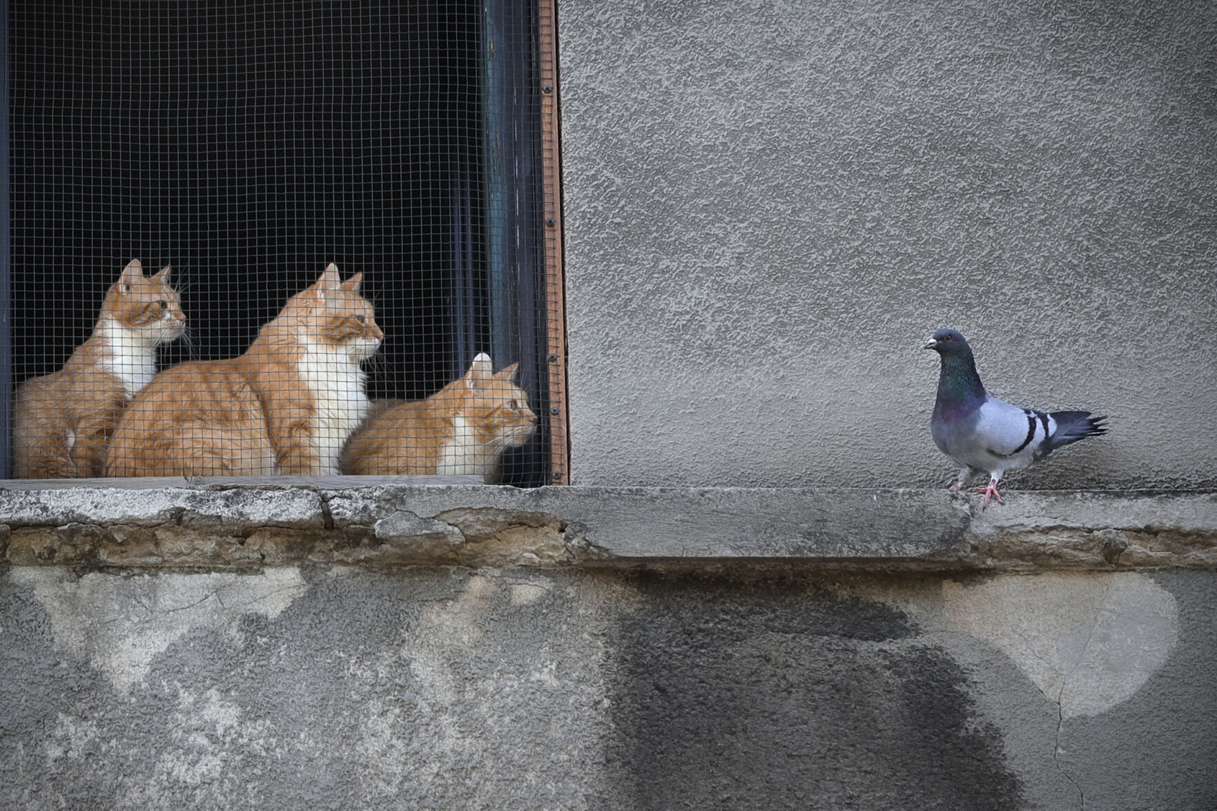 Cats vs. pigeon